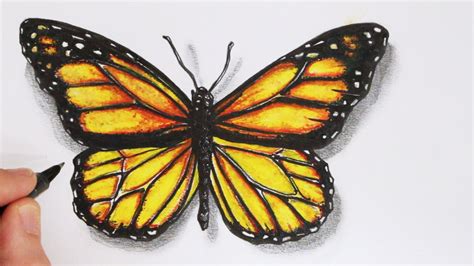 butterfly wings drawing|pencil drawings of butterflies flying.